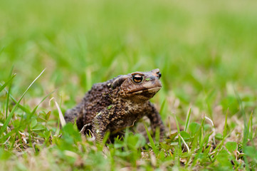 Toad