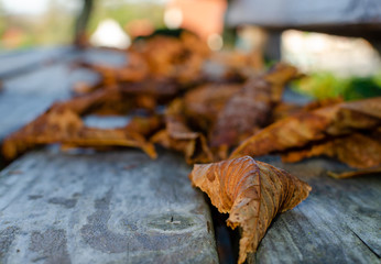 Close-up of dried orange leaf on wooden bench. Autumn vintage stylish background.