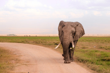 Fototapeta na wymiar in Masai Mara in Kenia in Afrika