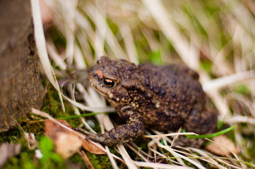 Toad
