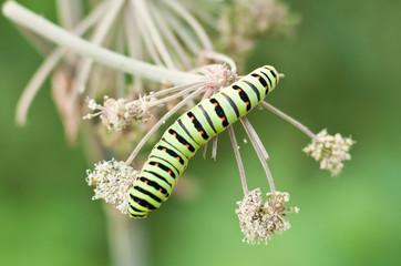Papilio machaon caterpillar
