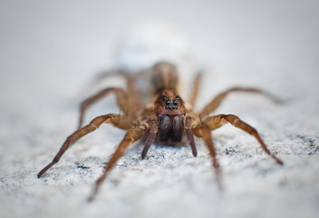 Spider