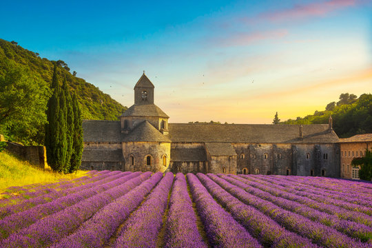 Abbey of Senanque blooming lavender flowers panoramic view. Gordes, Luberon, Provence, France.