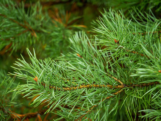 Fototapeta premium Close up of fur tree brunch with green needles.