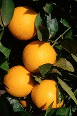 Oranges hanging from tree