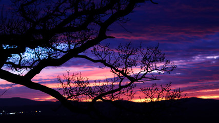 Tree in Orange Sky