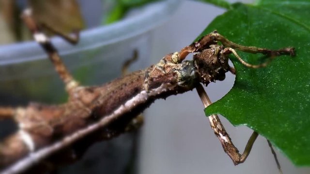 The insect eats the plant in a time lapse. Sungaya inexpectata super macro. Insect footage for design.
