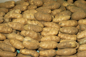 Rows of potatoes