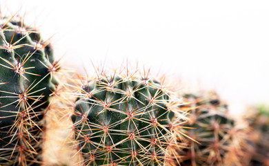 Round green cactus, prickly plant, top view