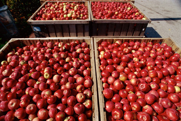 Crates of red apples