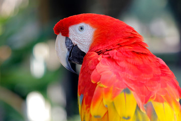 closeup of beautiful macaw parrot