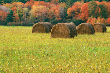 Rolled hay bale with field beyond © spiritofamerica