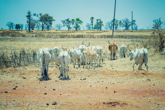 A herd of white African cows walks through the savannah near Dakar, Senegal. Baobabs are visible in the background.