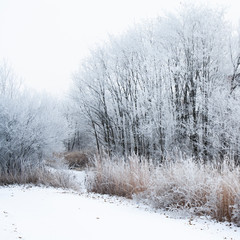 winter rural landscape with a trail and trees