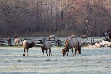 Elk - Great Smoky Mountains National Park