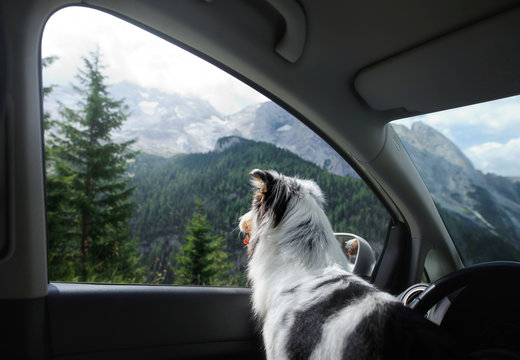 Trip with a dog in the car. Traveling with a pet. blue merle australian shepherd at the wheel. Adventure in the mountains