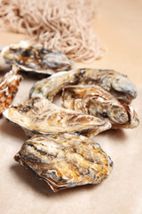 Tasty oysters on color background