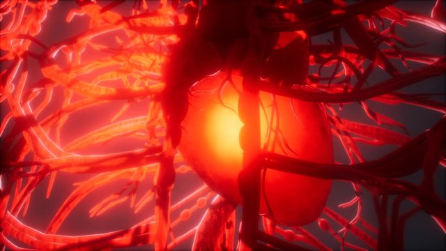 Blood vessel system and heart