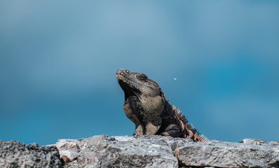 Iguana receiving the noon summer son in mexico 