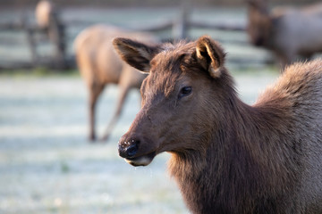Fototapeta premium Elk - Great Smoky Mountains National Park