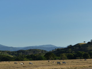 Valle con ganado