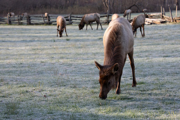 Elk - Great Smoky Mountains National Park