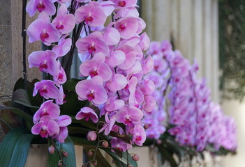 Light purple color of phalaenopsis orchid flowers