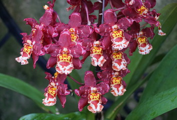 Dark purple, white and yellow color of Intergeneric Oncidium hybrid orchids