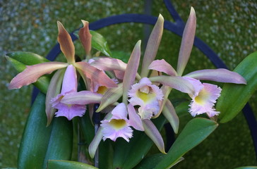 Light purple and white color of tiny Cattleya orchids