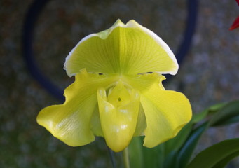 Beautiful light yellow color of Paphiopedilum Sunwillow Beverly orchid