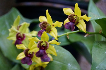Light yellow and purple color of Dendrobium orchids - obrazy, fototapety, plakaty