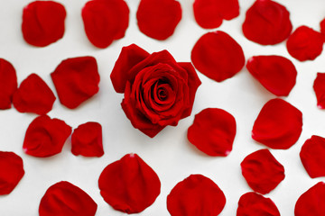 One red rose between petals on a white background. Greeting card.