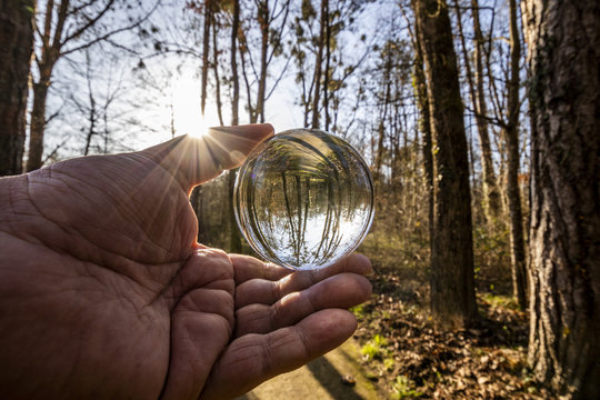 Main tenant une boule de cristal devant un arbre dans une forêt - Powered by Adobe