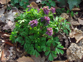 Corydalis solida, fumewort, pink flowering spring plant, blooming clump
