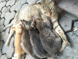 Feral alley wild mom Cat feeds their children lying on the ground concrete pave tiles at backyard house. one two three four five soft bunch of kitty gather scramble hurry find suck breasts sleep next. - Powered by Adobe