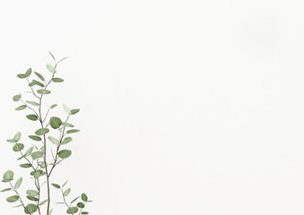 Plant branch with green leaves on empty white wall background. 3D rendering, illustration.
