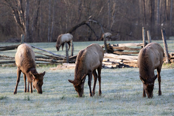 Fototapeta premium Elk - Great Smoky Mountains National Park