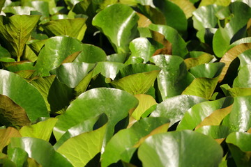 water lilly leaves for background