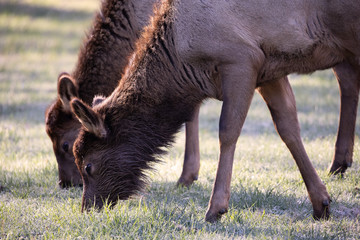 Elk - Great Smoky Mountains National Park