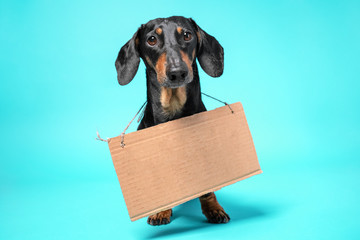 Cute black and tan dachshund sitting with empty cardboard and thrillingly looking on a blue background