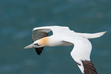 Gannet in flight