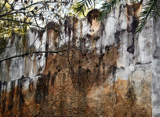 Distressed wall with tree in front