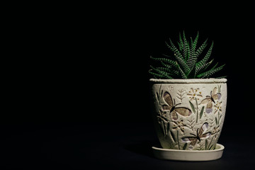 Succulent plant in a pot on black background