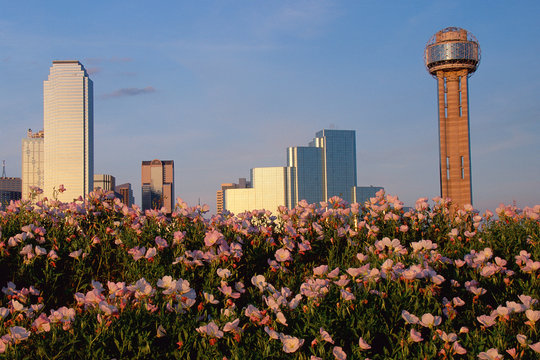 Scenic Dallas Skyline With Reunion Tower