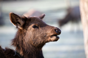 Fototapeta premium Elk - Great Smoky Mountains National Park