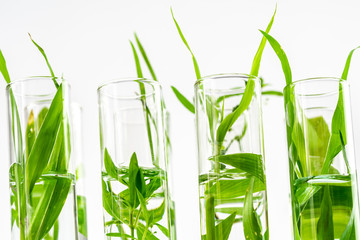 Green fresh plant in glass test tube in laboratory.