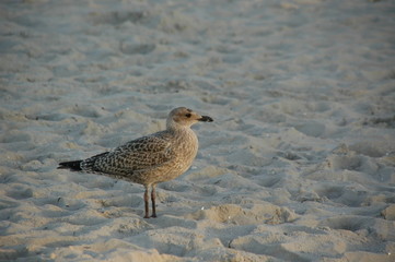 gull on beach