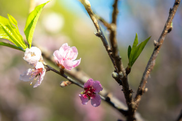 Sakura flowers blooming blossom in Chiang Mai, Thailand