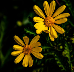 Two Yellow Daisies