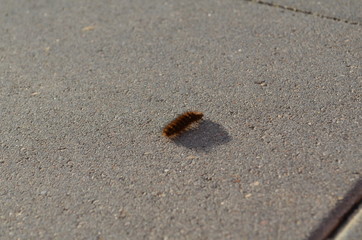 caterpillar, caterpillar on a gray background